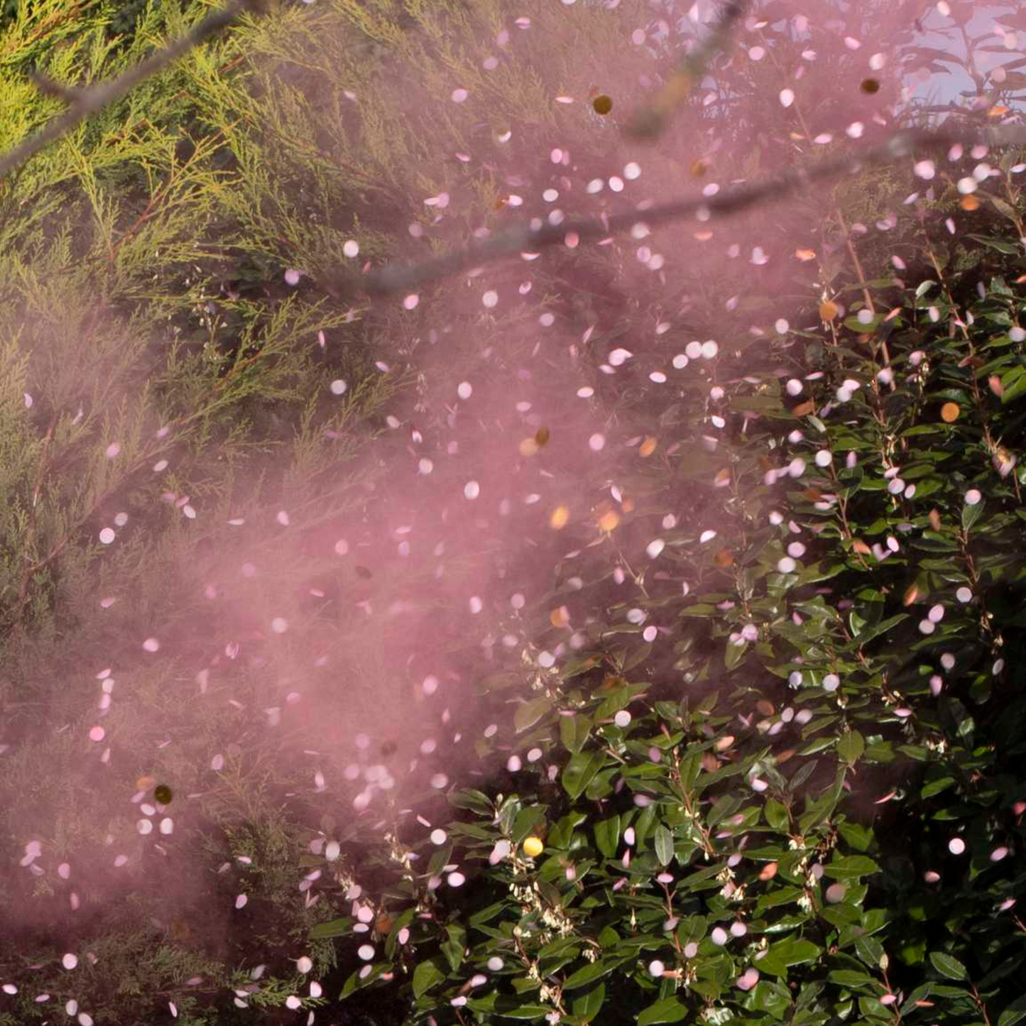 Pink Gender Reveal Smoke Cannon With Confetti